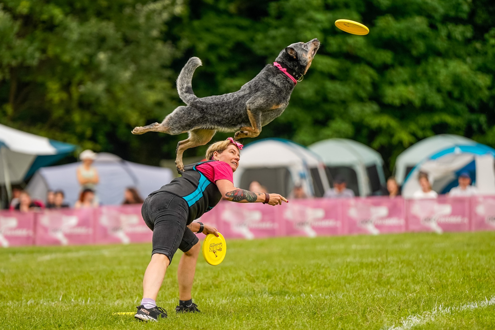 Zawody Latających Psów