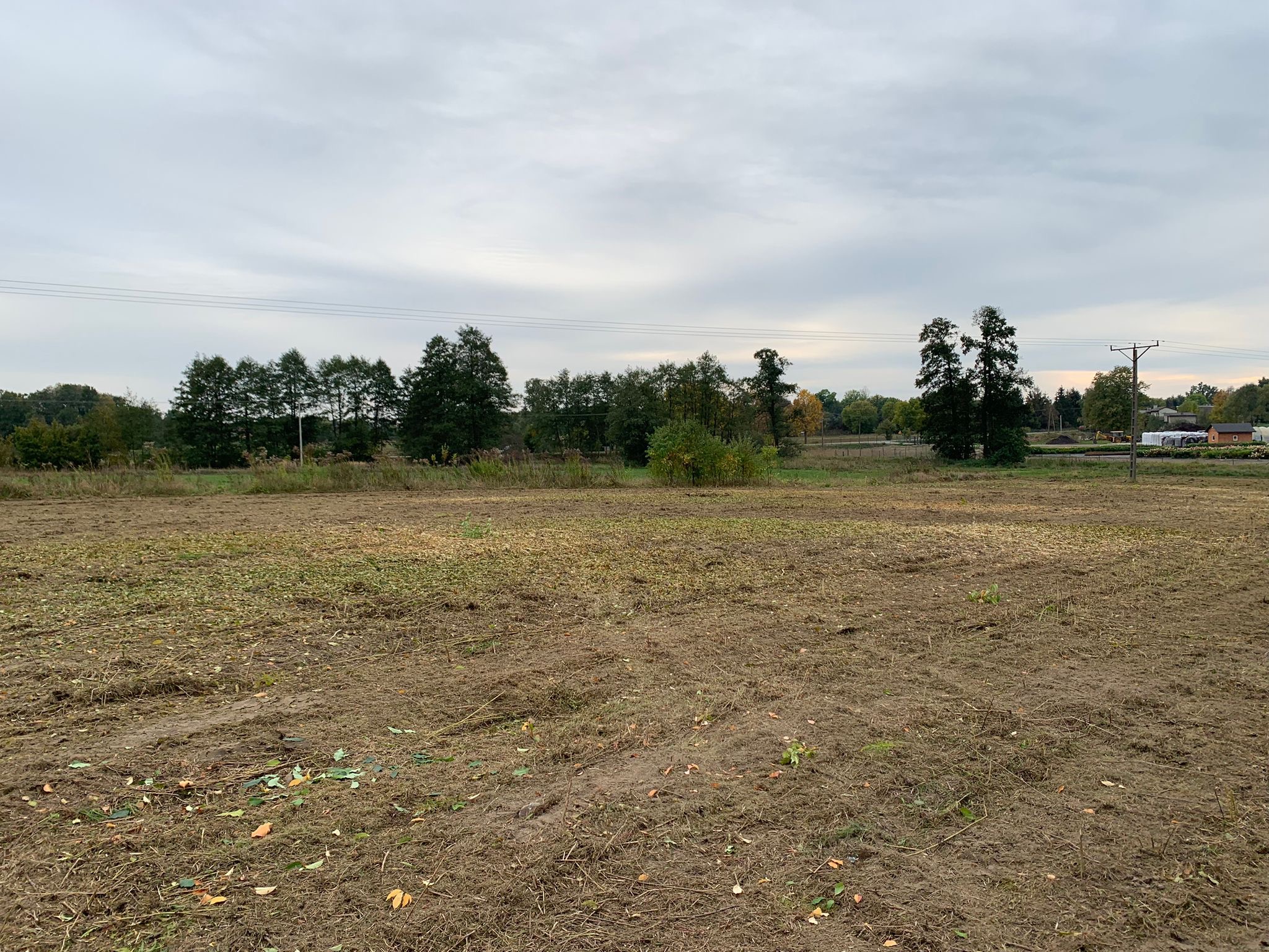 Pola po wycince drzew, widoczne resztki gałęzi i liści na ziemi, w tle rząd drzew i pochmurne niebo.