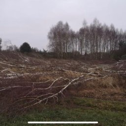 Wycinka drzew Jelenia Góra 2