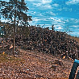 Wycinka drzew Jelenia Góra 1