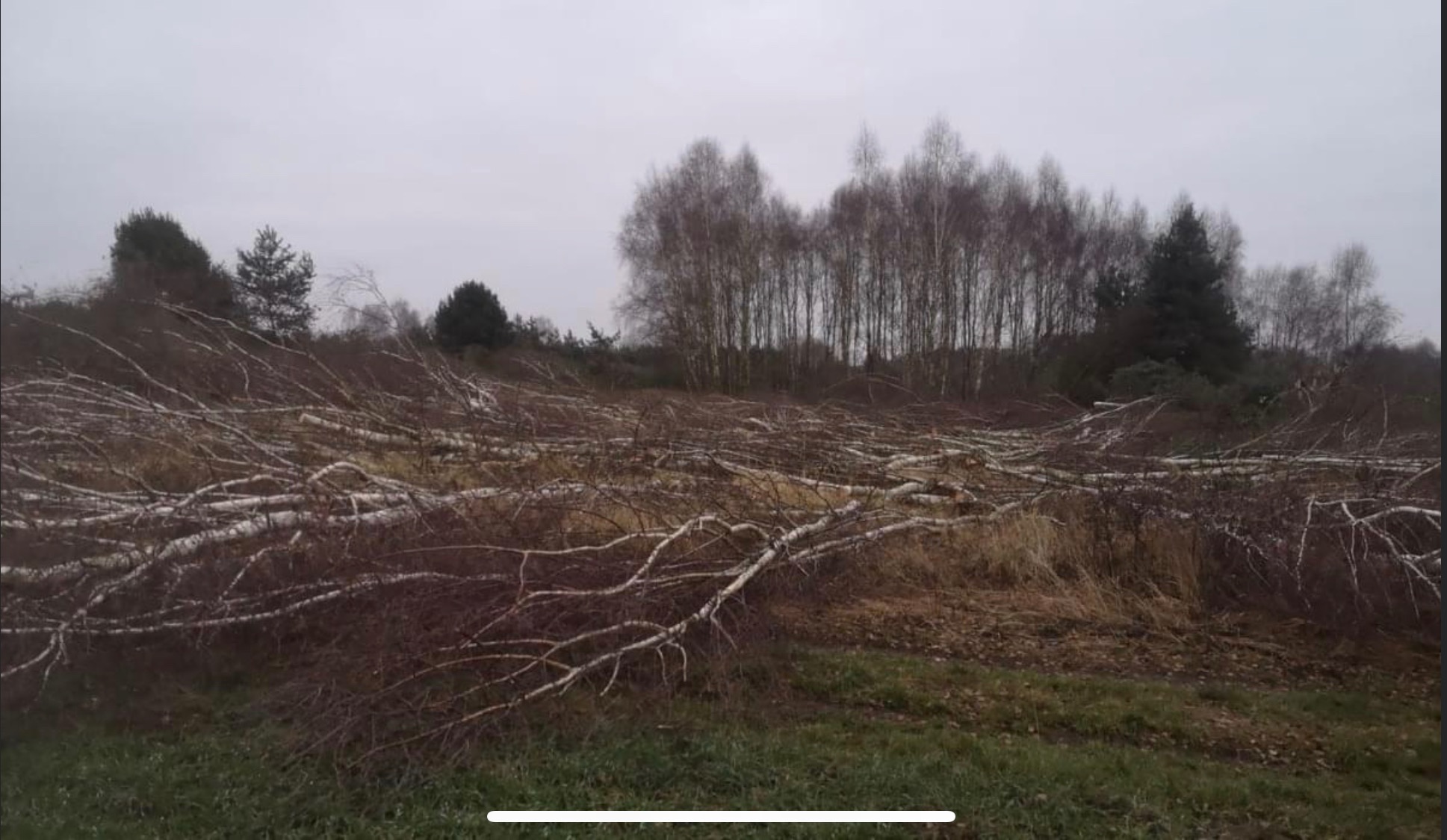 Ścięte brzozy z gałęziami leżące na ziemi po wycince, w tle widoczne drzewa liściaste i iglaste na tle pochmurnego nieba.