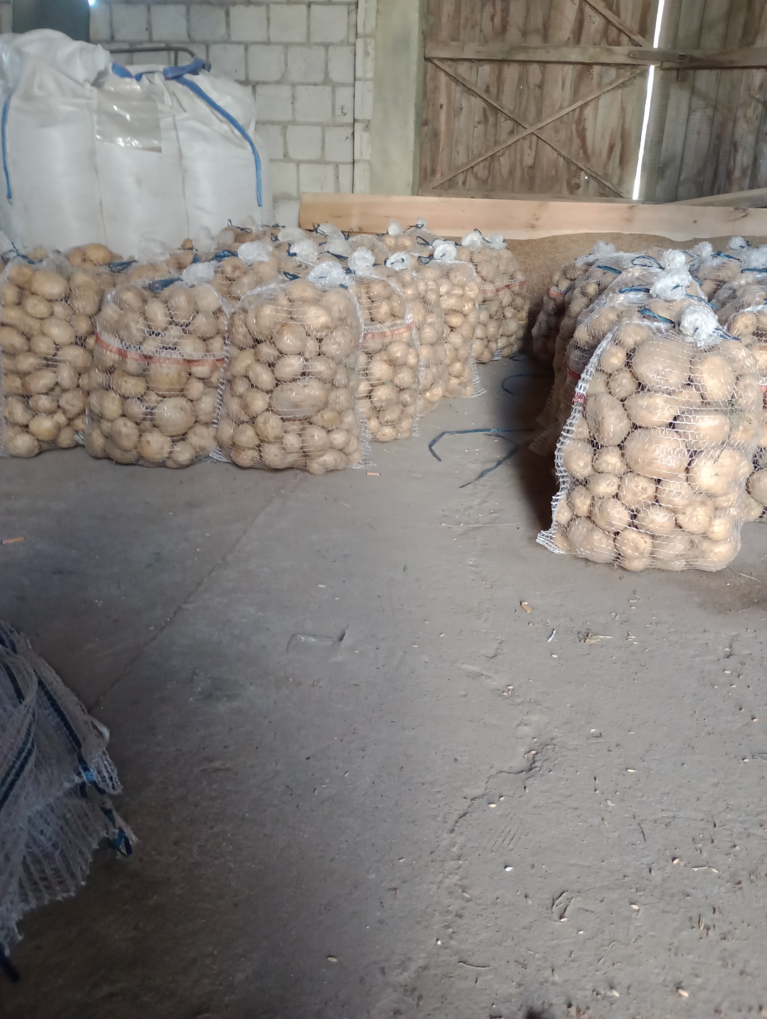 Magazyn z workami wypełnionymi ziemniakami, widoczne również worki typu Big Bag w tle, podłoga betonowa, oświetlenie magazynowe.