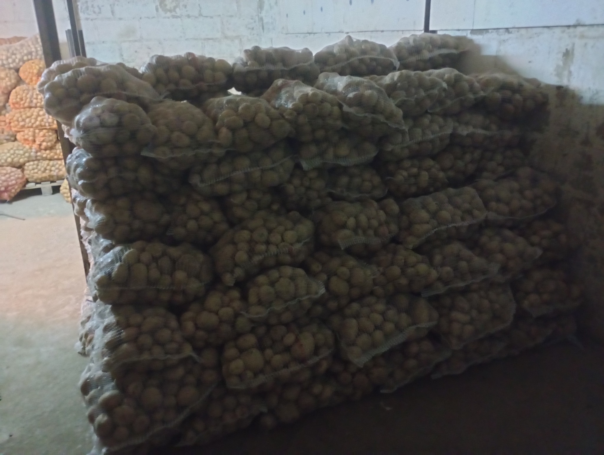 Magazyn pełen worków z ziemniakami ułożonych w stosy, widoczne ceglane ściany magazynu i słabe oświetlenie.