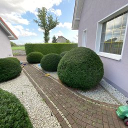 Dominik Lisiecki - Wysokiej Klasy Usuwanie Drzew Bolesławiec