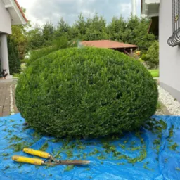 Krzew o kulistym kształcie po formowaniu, leżący na niebieskiej plandece, z żółtymi nożycami do żywopłotu obok, w tle dom z ozdobną balustradą i altana.
