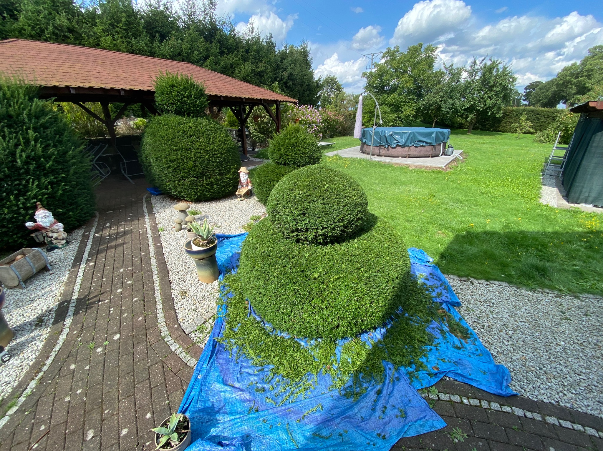 Przycięty krzew ozdobny w ogrodzie, resztki gałązek na niebieskiej plandece, w tle altana, trawnik i basen.