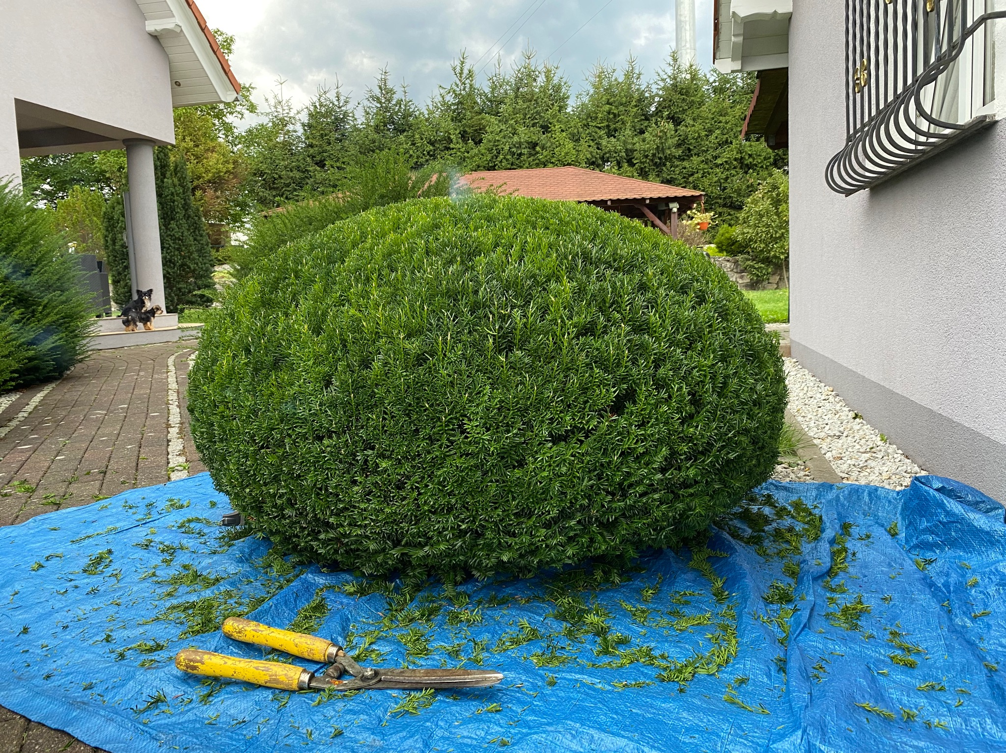 Krzew o kulistym kształcie po formowaniu, leżący na niebieskiej plandece, z żółtymi nożycami do żywopłotu obok, w tle dom z ozdobną balustradą i altana.