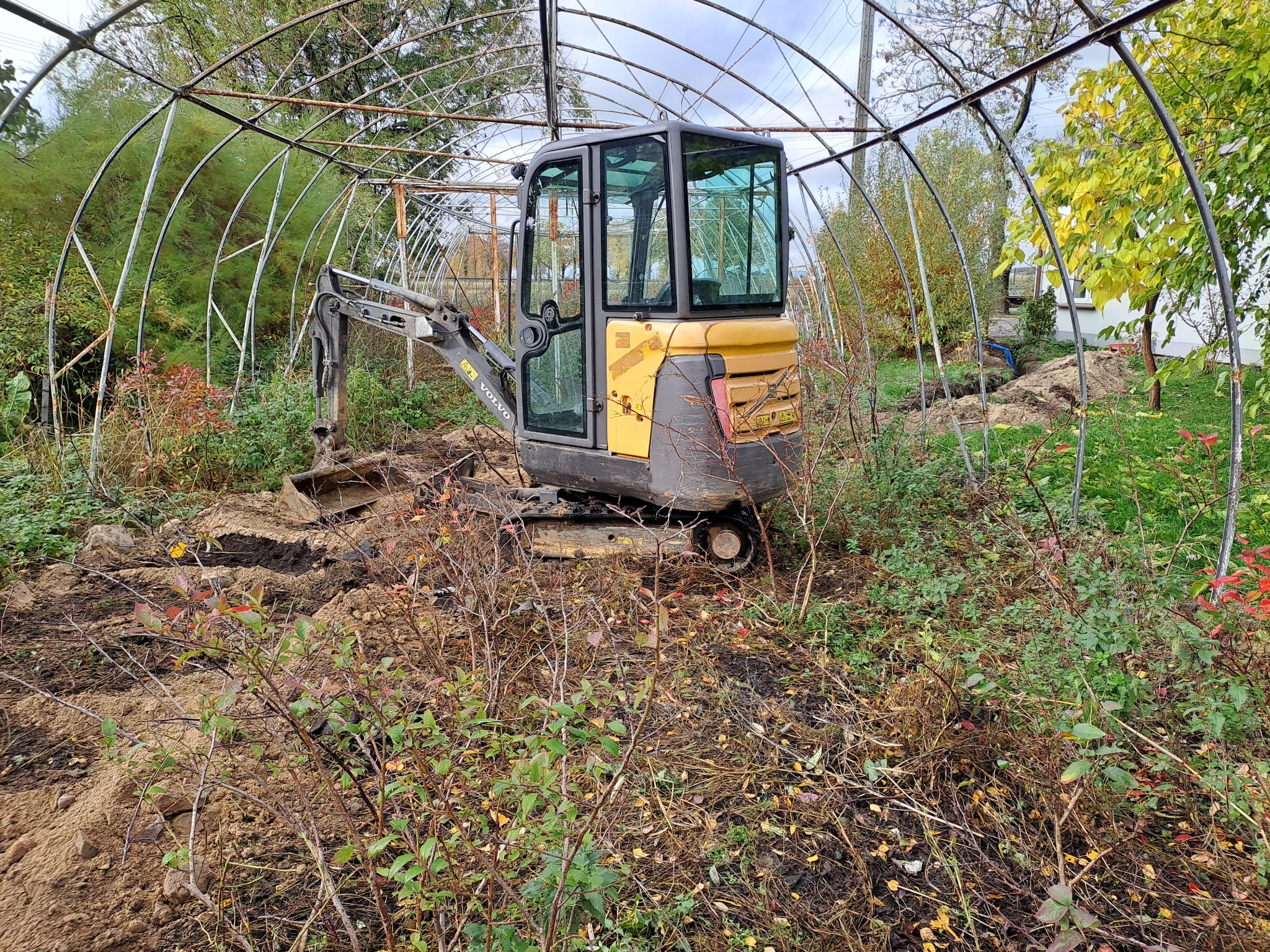 Żółto-szara minikoparka Volvo wewnątrz metalowej konstrukcji szklarni, częściowo zasłonięta przez krzewy i roślinność.