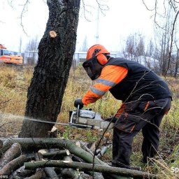 Usługi leśno-ogrodnicze - Wycinka Drzew Nowy Sącz