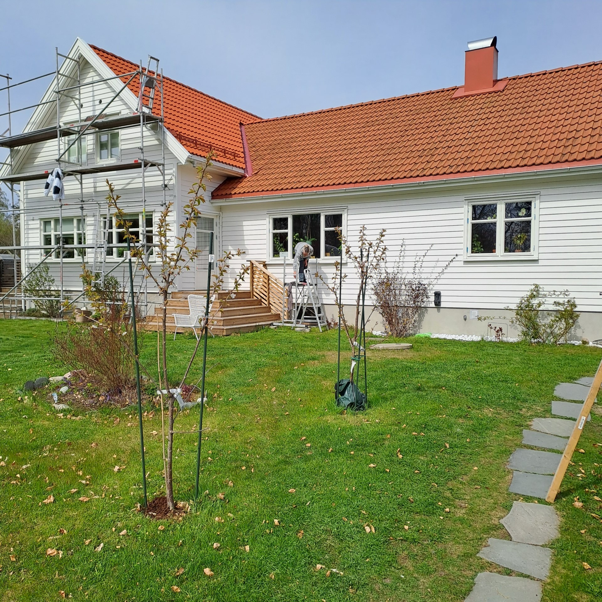 Prace malarskie na elewacji domu jednorodzinnego z pomalowaną na biało deską elewacyjną, widoczne rusztowanie i drabina przy oknie, na pierwszym planie trawnik z młodymi drzewkami.