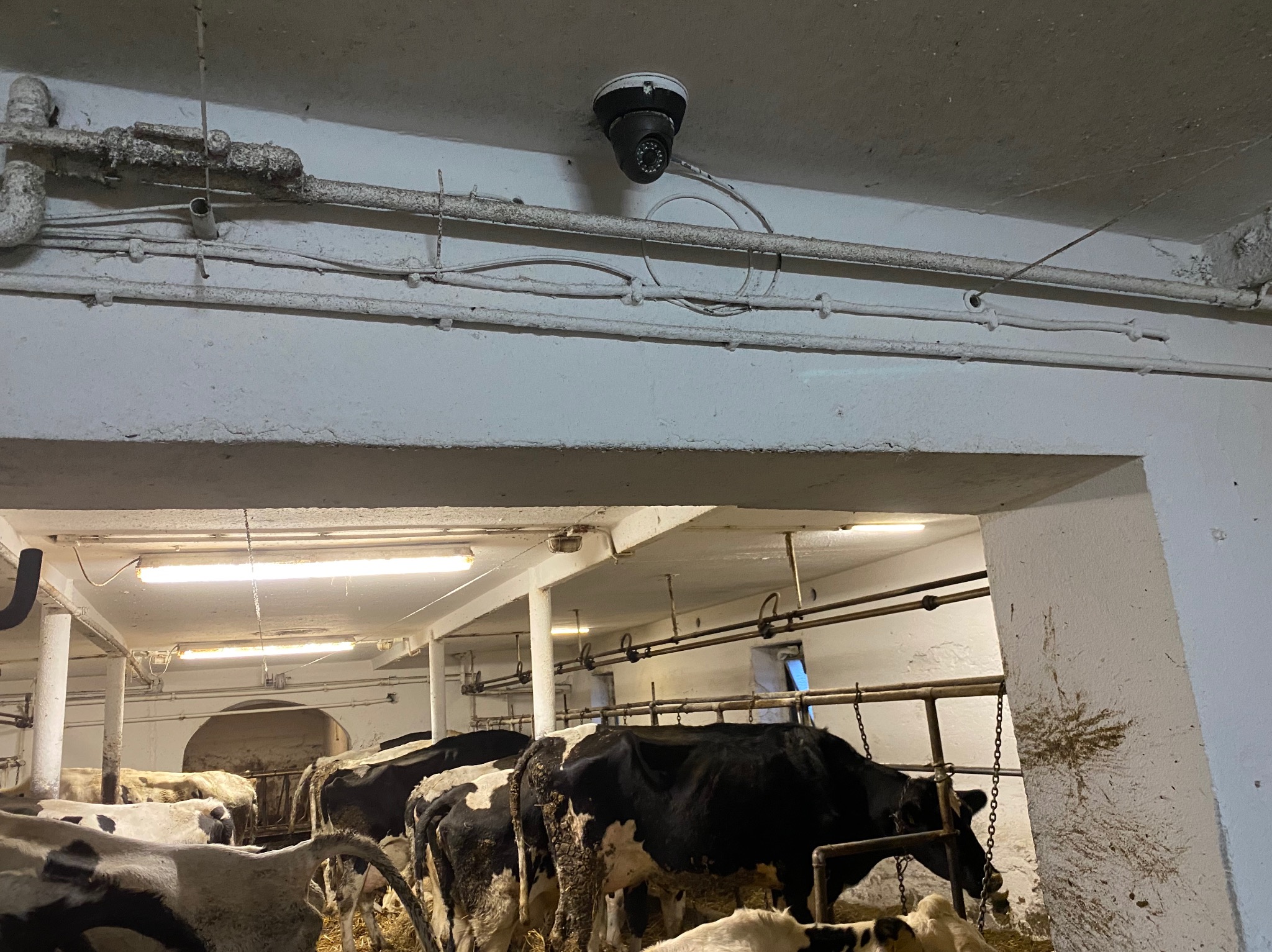 Kamera monitoringu kopułkowa zamontowana na suficie w oborze, widoczne krowy i instalacje pod sufitem.