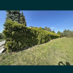 Lew Król Twojego Ogrodu - Długi, formowany żywopłot z tui szmaragdowej oddzielający trawnik od sąsiedniej działki, widok w słoneczny dzień.