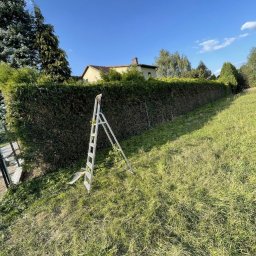 Lew Król Twojego Ogrodu - Długa, równo przycięta ściana z żywopłotu z tui, z aluminiową drabiną opartą o nią na lekko nachylonym trawniku, w tle dom jednorodzinny pod błękitnym niebem.