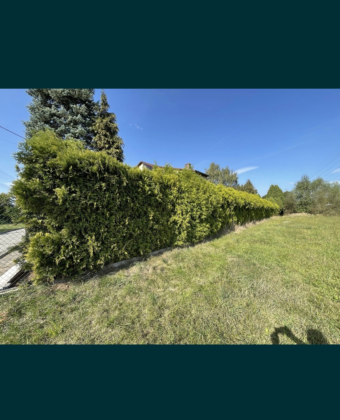 Długi, formowany żywopłot z tui szmaragdowej oddzielający trawnik od sąsiedniej działki, widok w słoneczny dzień.