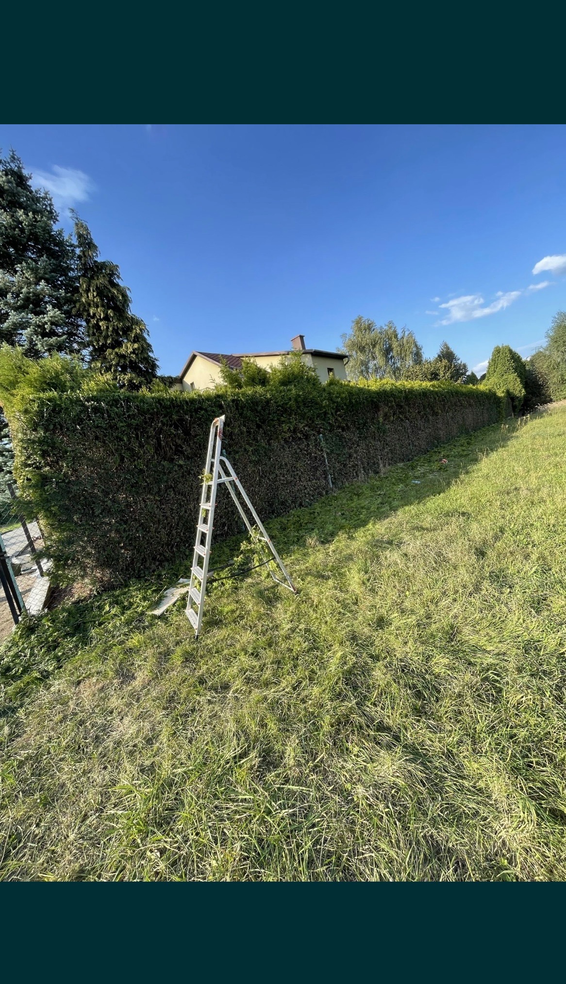 Długa, równo przycięta ściana z żywopłotu z tui, z aluminiową drabiną opartą o nią na lekko nachylonym trawniku, w tle dom jednorodzinny pod błękitnym niebem.