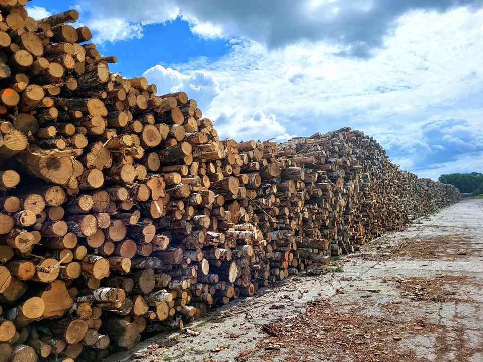 Długi skład drewna ułożonego w wysokie pryzmy, z widocznymi przekrojami pni i błękitnym niebem w tle.