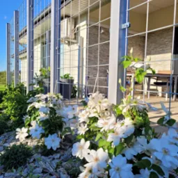 Nowoczesne ogrodzenie panelowe z metalową siatką, widok z bliska na białe kwiaty pnące się po ogrodzeniu, w tle dom z tarasem.