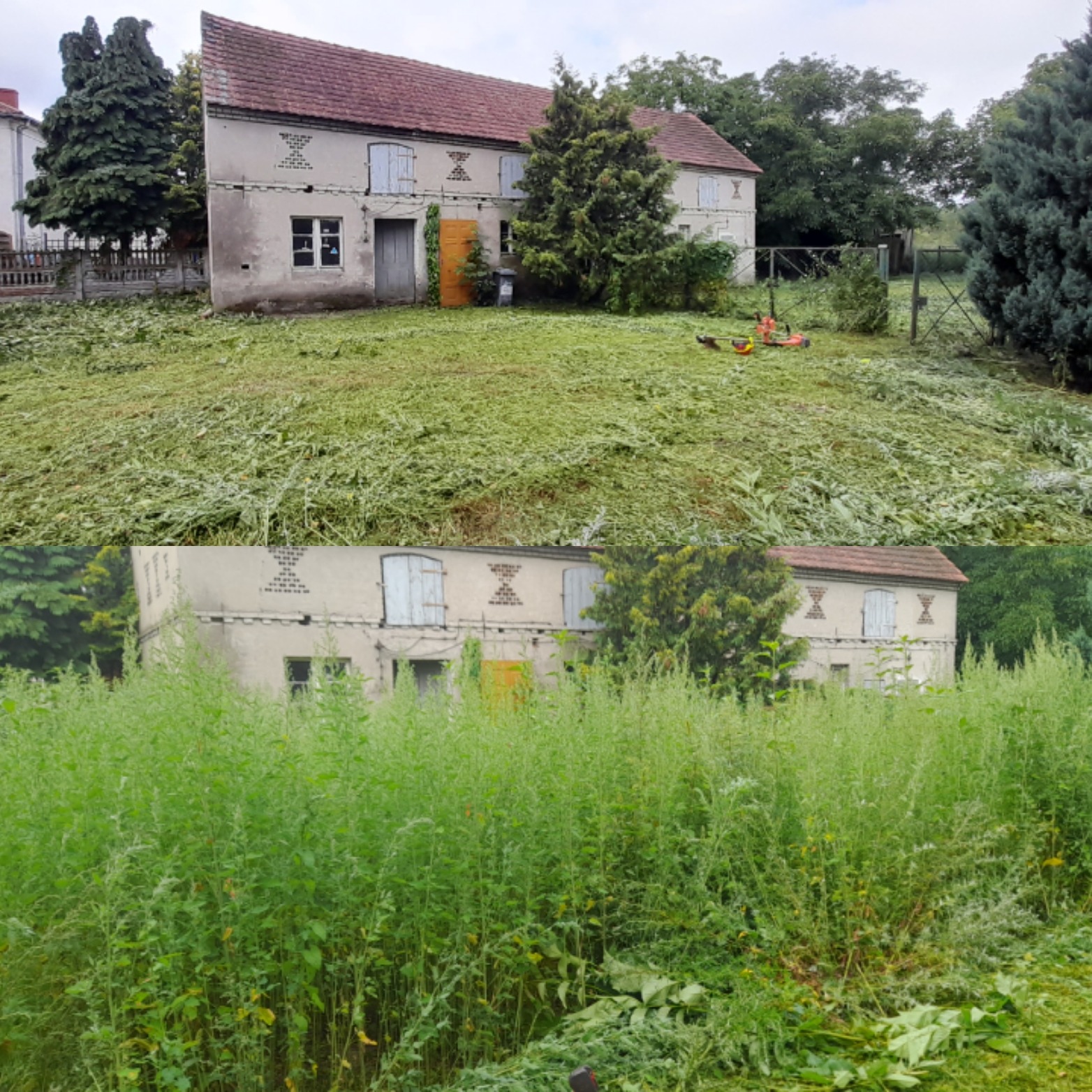 Dwukadrowy widok posesji w Żarach: górny kadr ukazuje trawnik po koszeniu z rozrzuconą trawą przed zaniedbanym domem, a dolny kadr prezentuje ten sam dom zarośnięty wysokimi chwastami przed koszeniem.