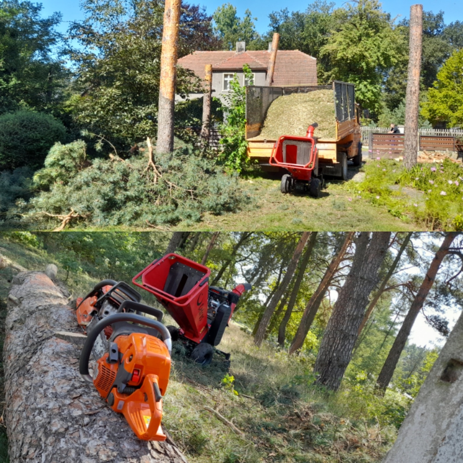 Dwa ujęcia: na pierwszym ścięte drzewo i gałęzie obok pnia, przyczepa z rozdrobnionym materiałem drzewnym i rozdrabniacz; na drugim piły łańcuchowe i rozdrabniacz na powalonym pniu drzewa w lesie.
