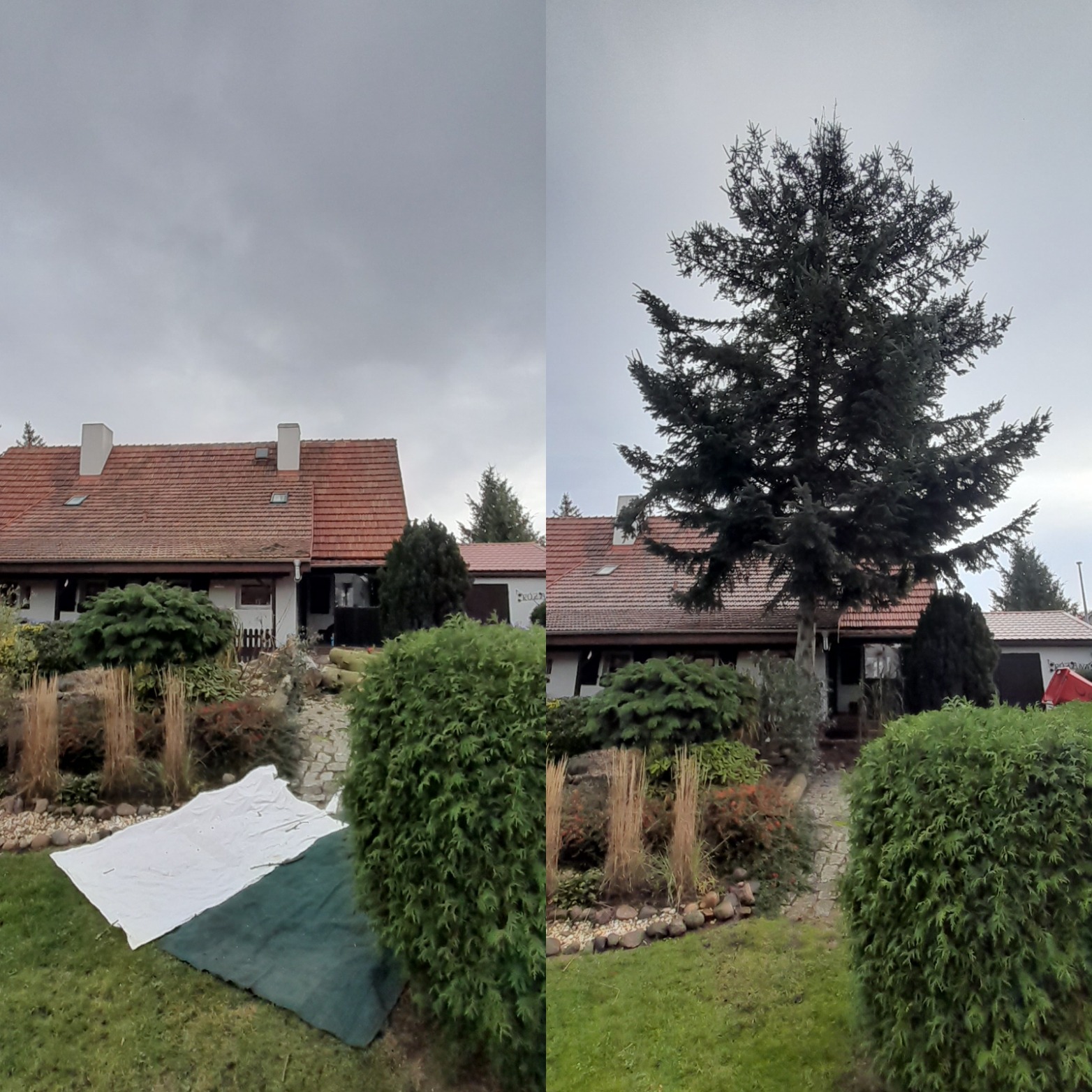 Porównanie przed i po: wysoka choinka po prawej stronie kadru, po lewej stronie widoczna rozłożona plandeka na trawniku, w tle dom z czerwoną dachówką i zadbany ogród.
