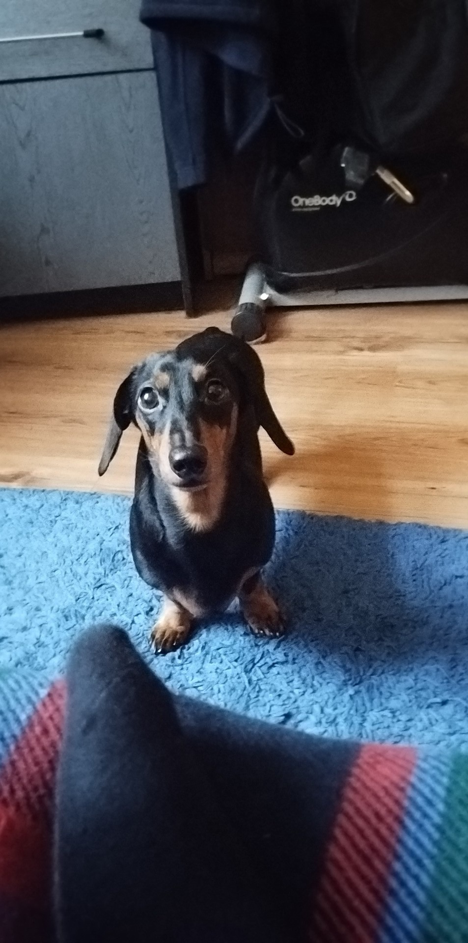 Krótkowłosy, czarny jamnik stoi na niebieskim dywanie, patrząc w górę na osobę siedzącą na podłodze, widoczny fragment nogi w ciemnej skarpetce z kolorowymi paskami, w tle drewniana podłoga...