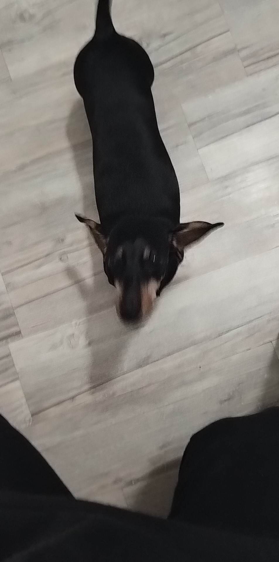 Zdezorientowany jamnik patrzy w górę na drewnianej podłodze, czekając na wyprowadzenie na spacer.