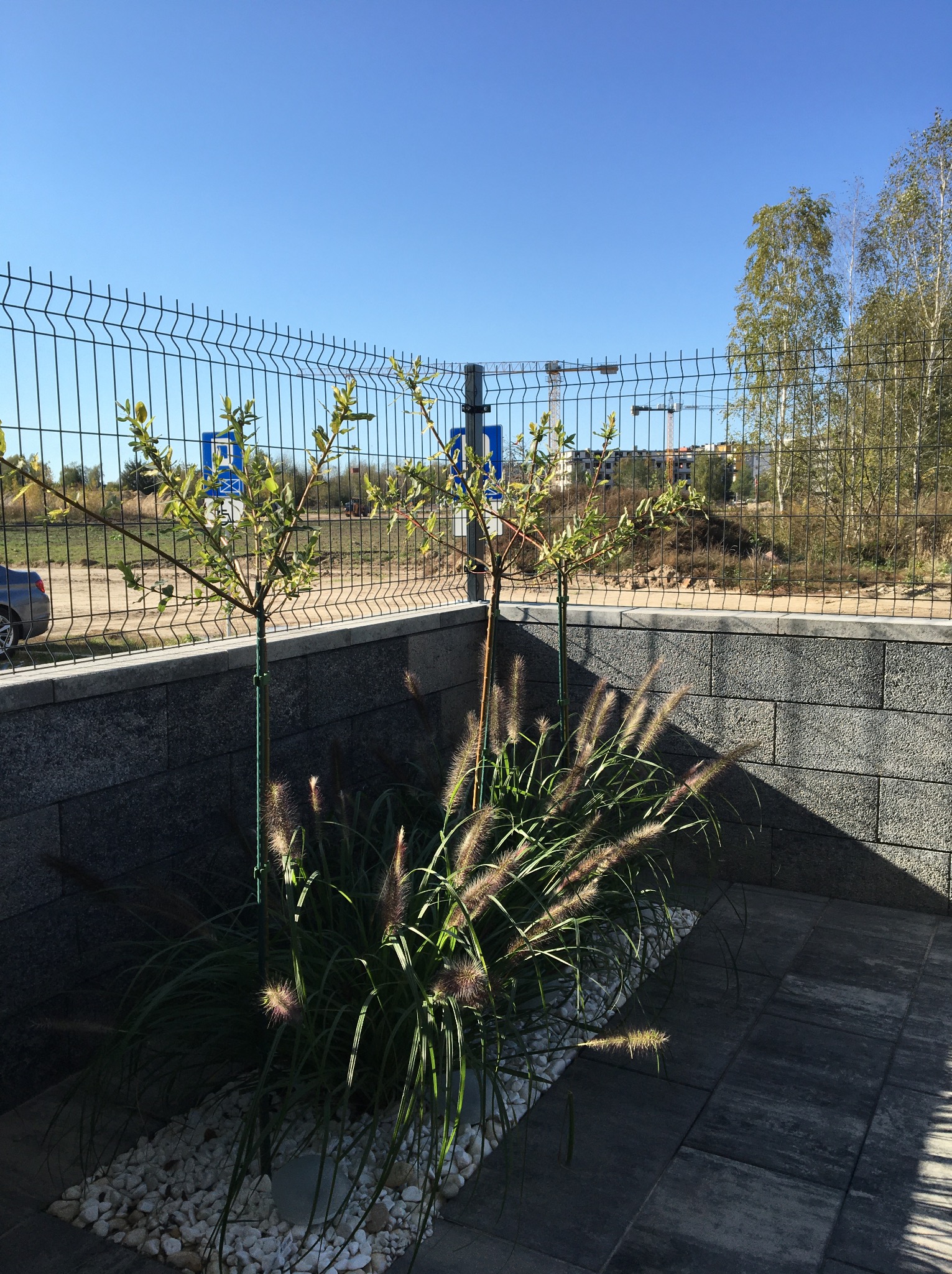 Dwa młode drzewka podparte zielonymi tyczkami, rosnące w rabacie z ozdobną trawą i białymi kamykami, na tle szarego murku z bloczków betonowych i metalowej siatki ogrodzeniowej.