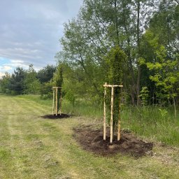 AGRO-PARK - Dwa młode drzewa iglaste, zabezpieczone drewnianymi podporami, posadzone na trawniku. W tle widoczny las i pochmurne niebo.