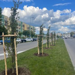 AGRO-PARK - Rząd świeżo posadzonych drzewek, zabezpieczonych drewnianymi podporami, wzdłuż ulicy miejskiej. W tle budynki mieszkalne i zaparkowane samochody, błękitne niebo z obłokami.