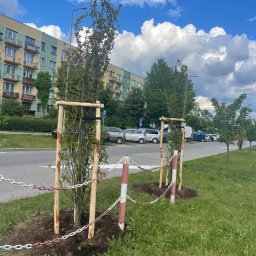 AGRO-PARK - Świeżo posadzone drzewa przy ulicy, zabezpieczone drewnianymi konstrukcjami i łańcuchami. W tle budynek mieszkalny i zaparkowane samochody, błękitne niebo z chmurami.