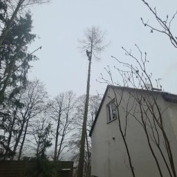 Sadzenie drzew i krzew&oacute;w Sierpc