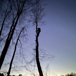 Wycinka drzew Sierpc 2