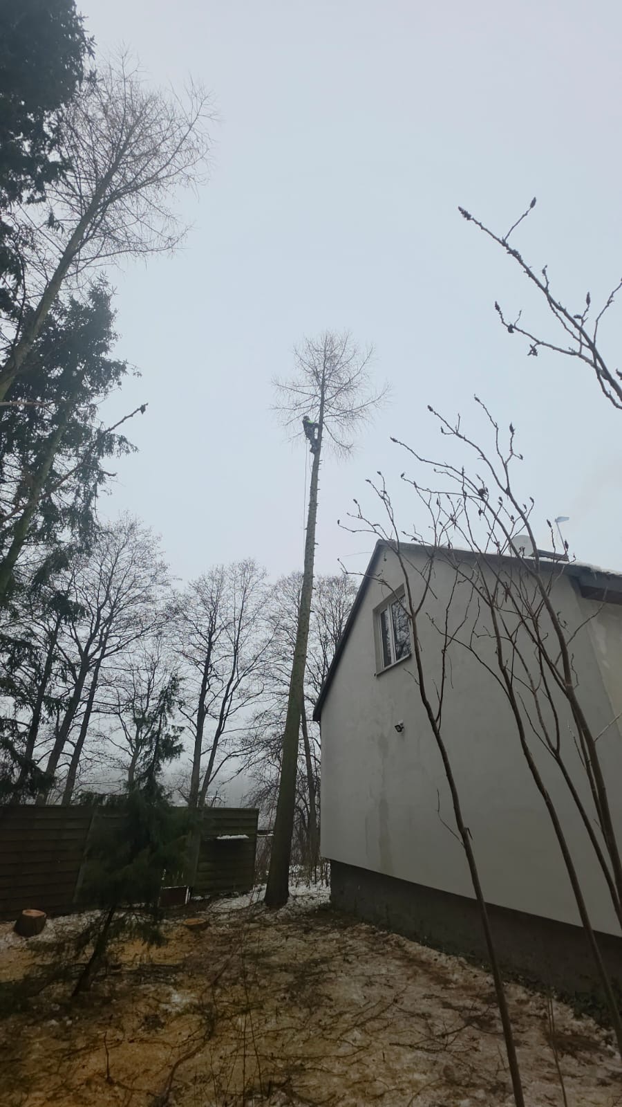 Arborysta na wysokiej sośnie, przygotowujący się do wycinki. W tle dom z białym tynkiem i drewniany płot. Widoczne ścięte pnie drzew i gałęzie na ziemi.