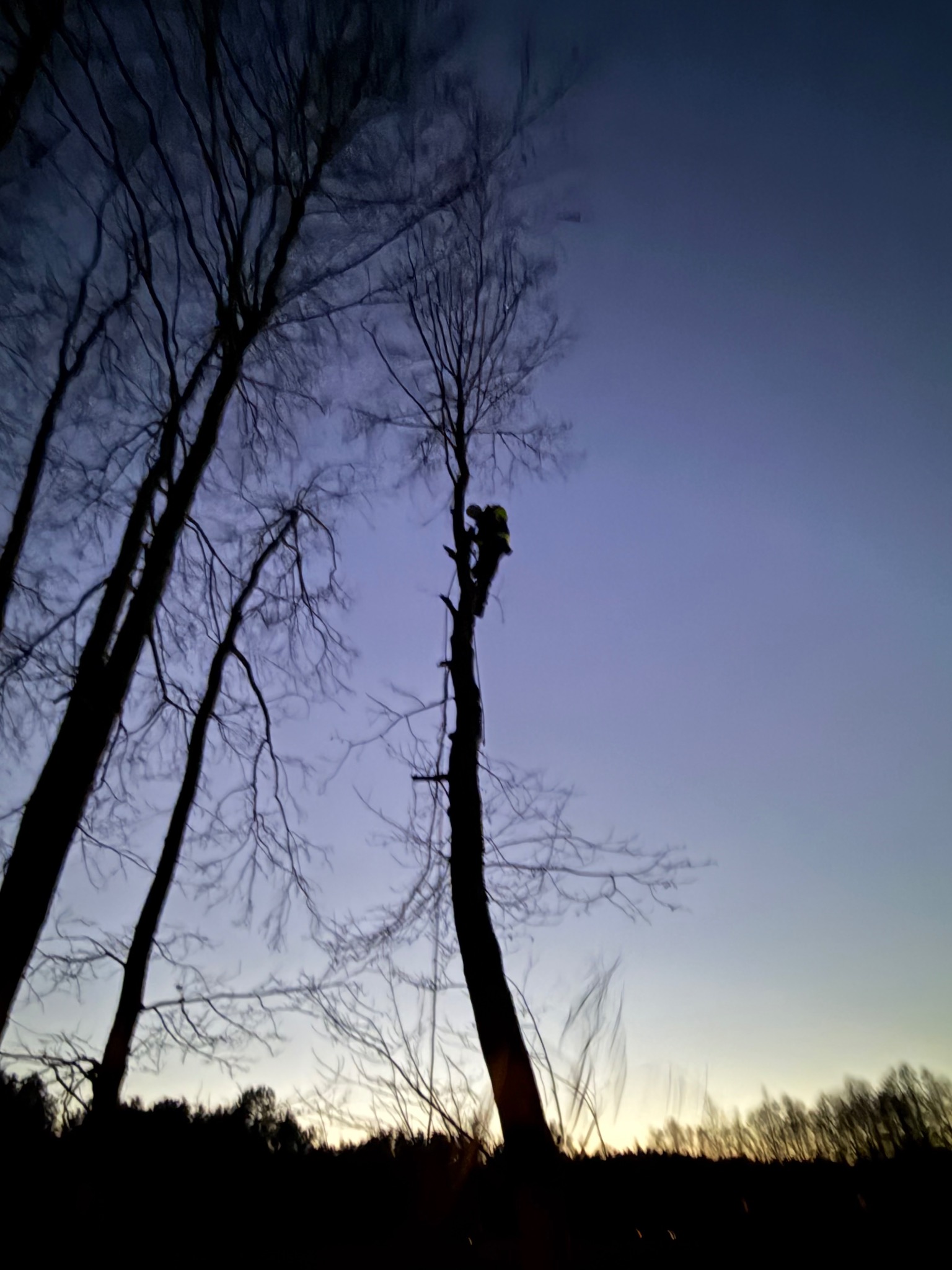 Sylwetka arborysty na drzewie o zmierzchu, widok z dołu. Bezlistne gałęzie na tle nieba w odcieniach fioletu i pomarańczy. Praca na wysokościach w trudnych warunkach oświetleniowych.