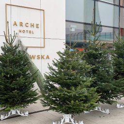 Choinki żywe klasy premium -  2023.