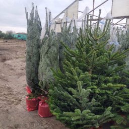 Jodła Kaukaska Warszawa 24h - Żywe choinki klasy premium - Warszawa 2023.