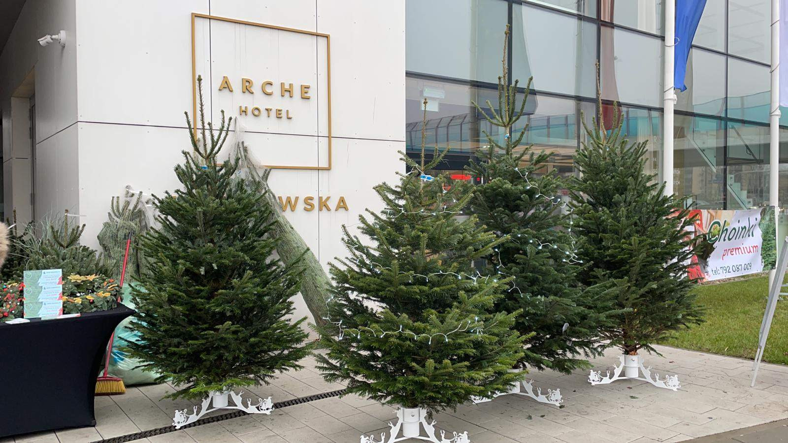 Choinki żywe klasy premium - 2023.