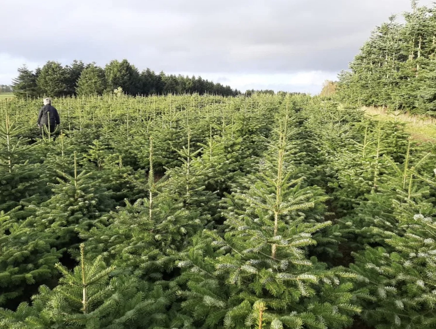 Ekologiczna plantacja choinek