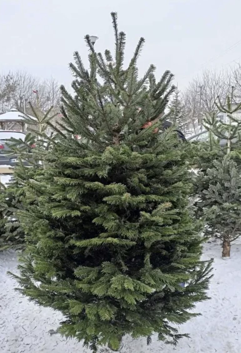 Jodła kaukaska XL - Warszawa 2023.