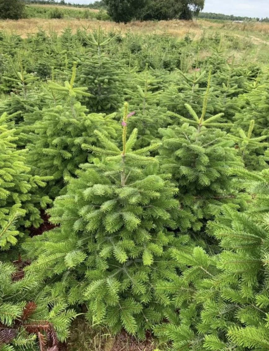 Plantacja choinek - uprawa ekologiczna
