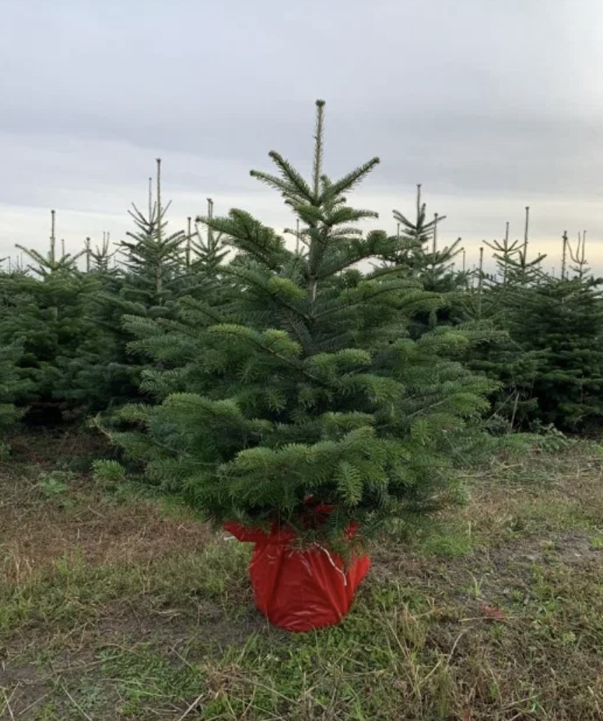 Jodła kaukaska w doniczce - Warszawa 2023.