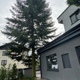 Wycinka,Pielegnacja Drzew Piotr Bogdanik - Profesjonalna Wycinka Drzew Wieliczka