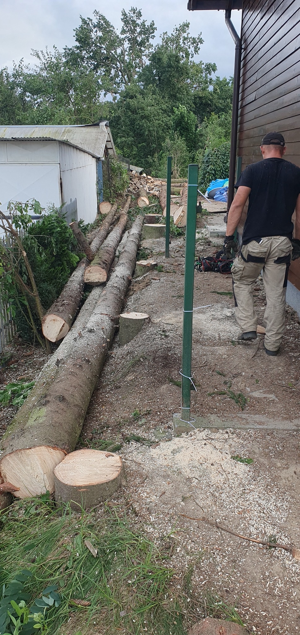 Świeżo pocięte pnie drzew leżące na ziemi obok zielonych słupków ogrodzenia, z pracownikiem w oddali, otoczone trocinami i zielenią.