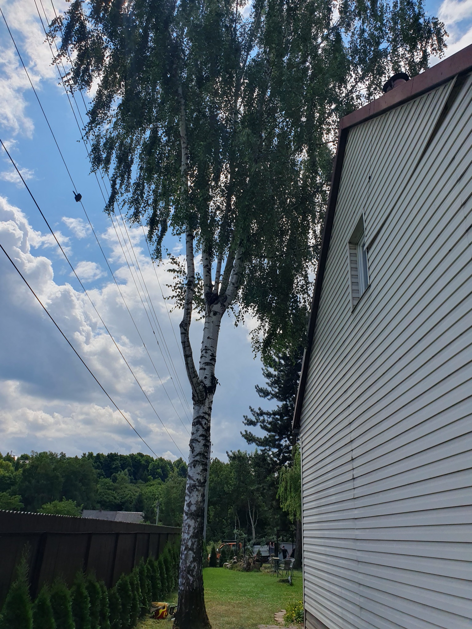 Wysoka brzoza z widocznymi przewodami elektrycznymi na tle pochmurnego nieba, obok ściany domu z sidingu i zielonego trawnika z tujami.