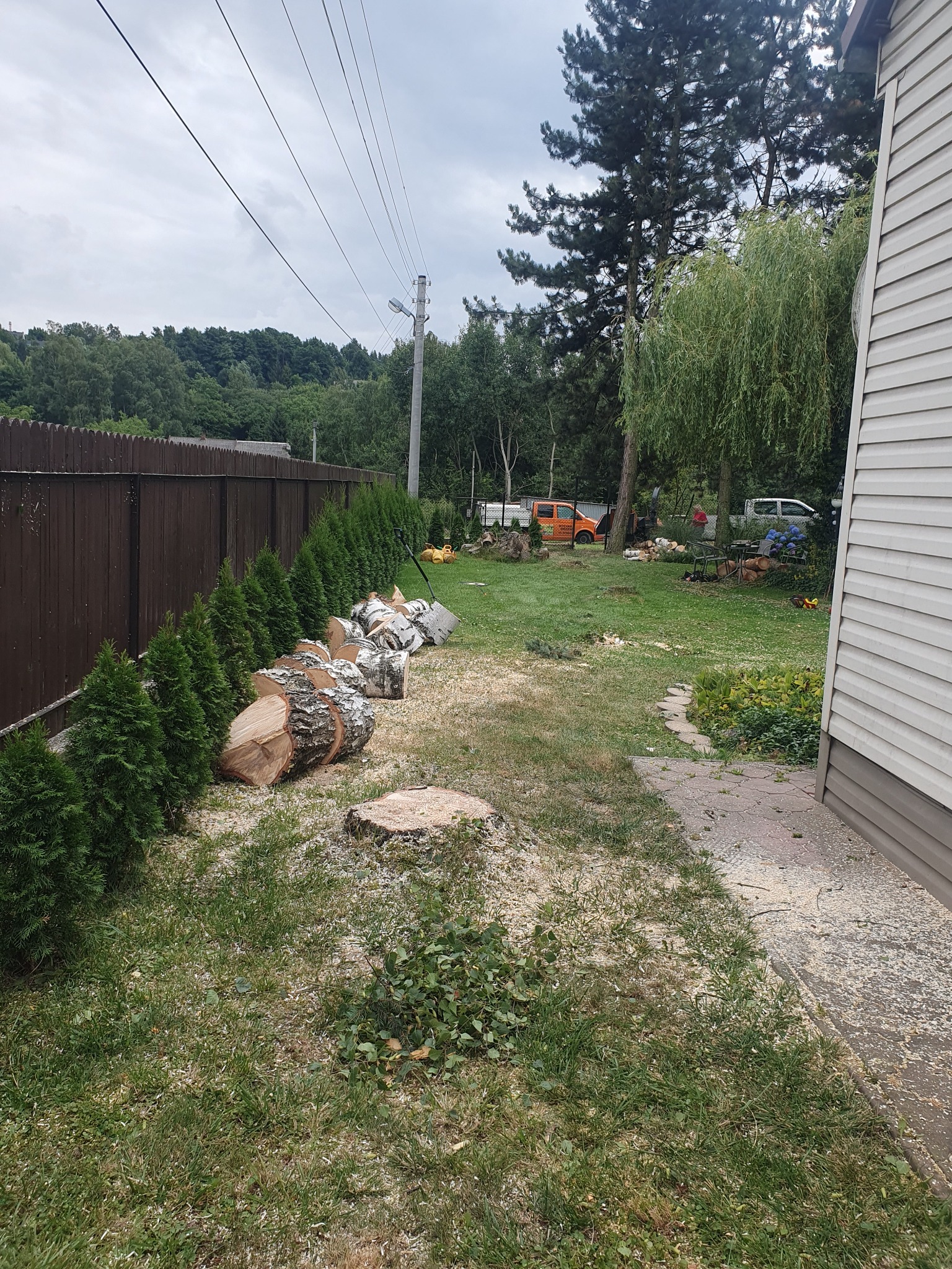 Świeżo ścięte klocki drewna ułożone rzędem wzdłuż żywopłotu z tui, pozostałości po pniu i rozsypane trociny na trawniku w ogrodzie po zakończonych pracach.