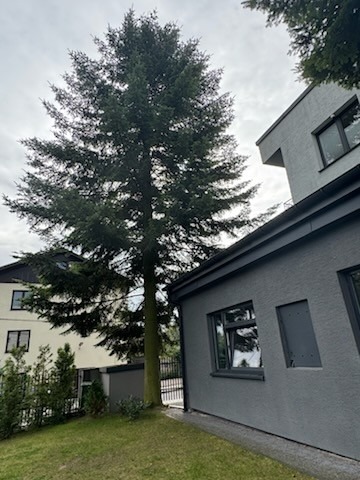 Wysoka, rozłożysta choinka rosnąca blisko nowoczesnego domu z szarą elewacją i ciemnymi oknami. Widok z dołu na tle pochmurnego nieba.