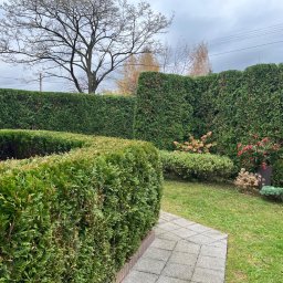 MOWER - Zadbany trawnik - Zadbany ogród z równo przyciętym żywopłotem z tui, trawnikiem i ścieżką z kostki brukowej, widok na roślinność ozdobną i wysokie drzewo w tle pod pochmurnym niebem.