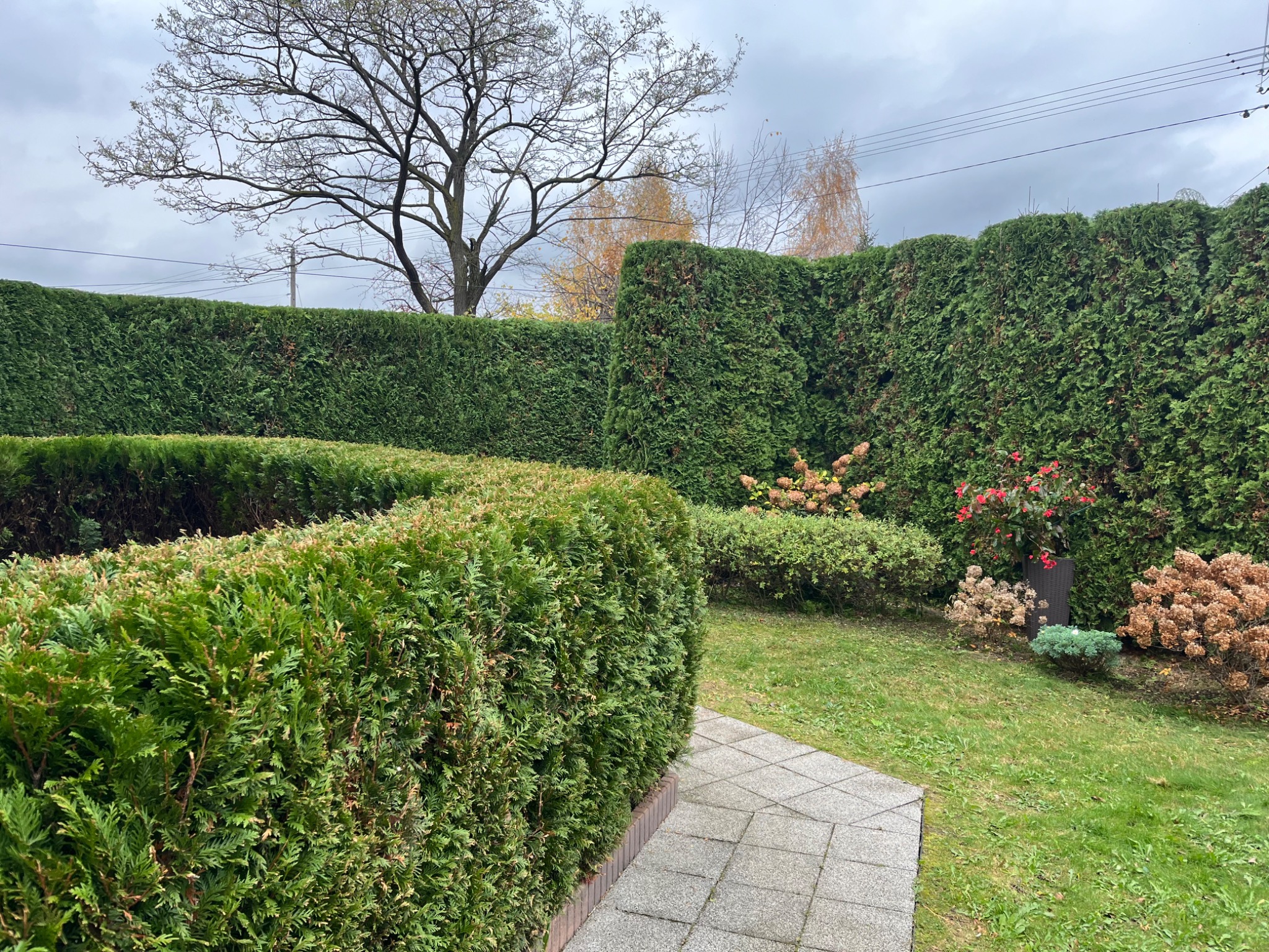 Zadbany ogród z równo przyciętym żywopłotem z tui, trawnikiem i ścieżką z kostki brukowej, widok na roślinność ozdobną i wysokie drzewo w tle pod pochmurnym niebem.