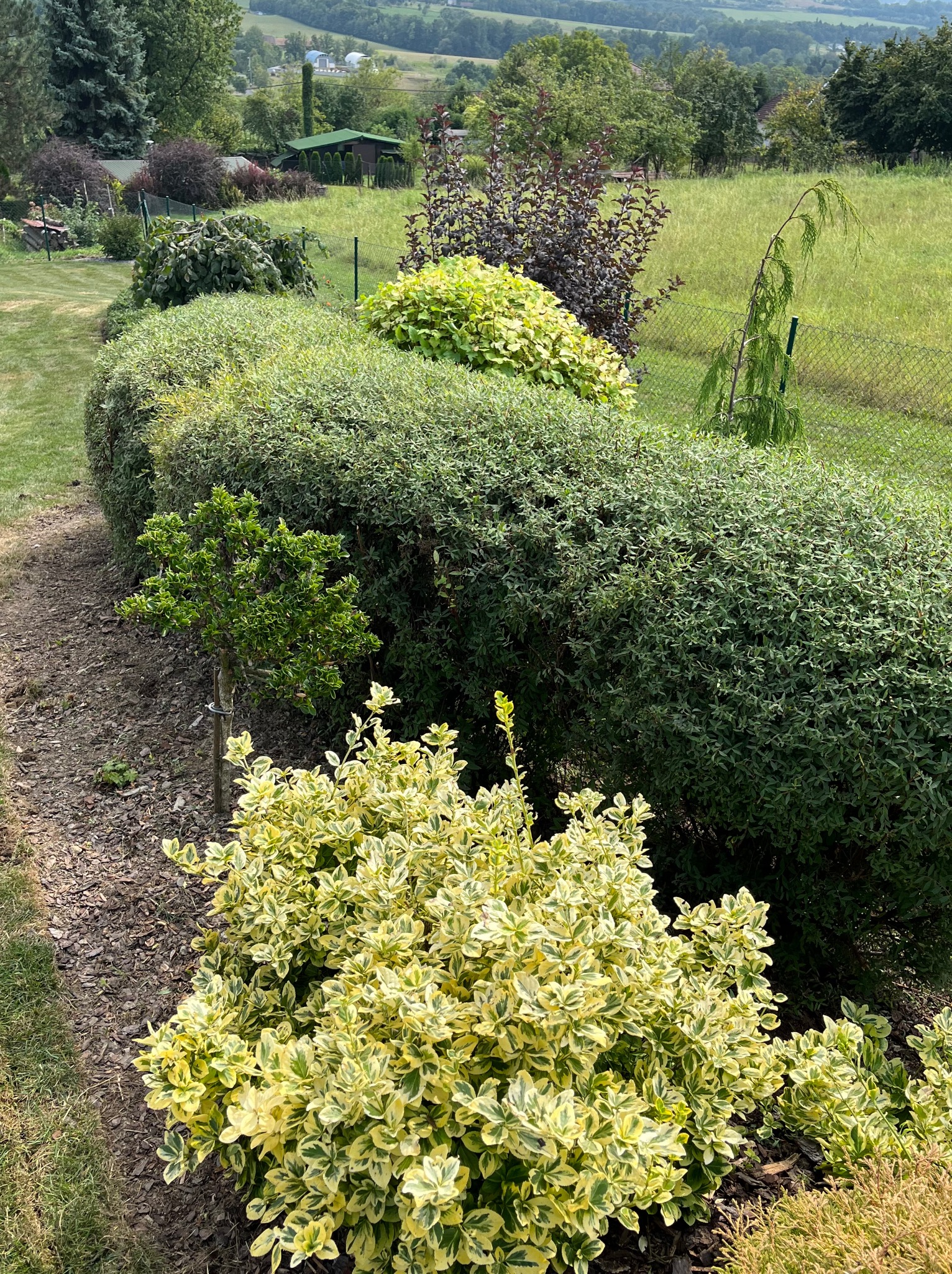 Formowany żywopłot z bukszpanu i krzewów ozdobnych, z widokiem na zielone wzgórza i domy w tle.