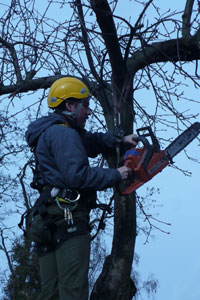 Arborysta w kasku i uprzęży tnie gałęzie drzewa piłą spalinową. Widok z dołu na tle bezlistnych gałęzi i pochmurnego nieba.